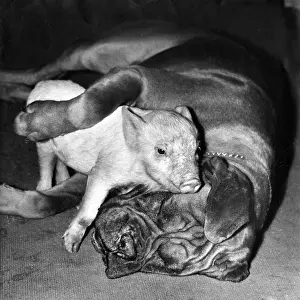 Cuddling: Boxer dog and Piglet
