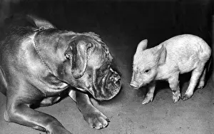 Pigs: Boxer dog and Piglet