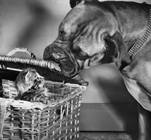 Wrinkled: Boxer dog with tabby kitten in a basket