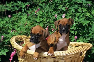 Hff002: TWO BOXER PUPPIES IN BASKET