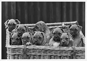 Wrinkled: BOXER/PUPPIES IN BASKET