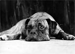 Brindle: BOXER RELAXING