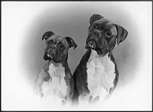 Tilted: BOXER/TWO HEADS/1953