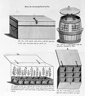 Conveying: Boxes for conveying plants by sea