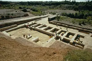 Hominoidea: Boxgrove excavation site