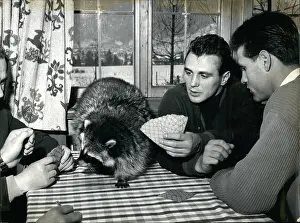 Raccoon: Boxing