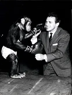 Fips: Boxing