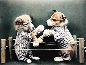 Outcolourisedpic: BOXING DOGS
