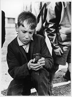Britainroger: BOY WITH BIRD