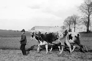 Huckel: Boy with bullock plough in Austria