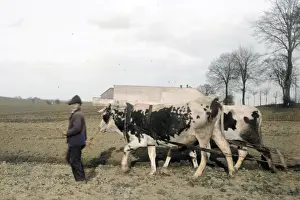 Huckel: Boy with bullock plough in Austria