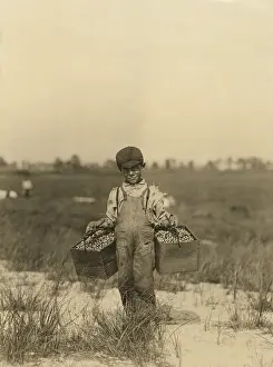 Browns: Boy - Child Labour - Agriculture