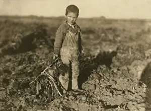 Beets: Boy - Child Labour - Agriculture