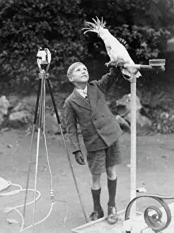 Cockatoos: Boy and cockatoo
