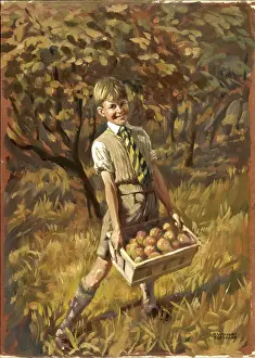 Windfall: Boy collecting apples