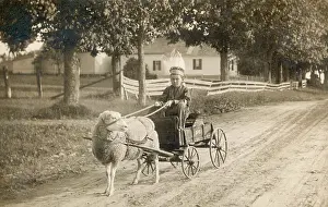 A boy in a custom made cart, drawn by a pet sheep