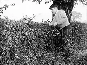 BOY CUTTING A HEDGE