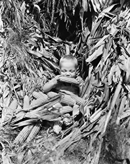 Naive: Boy eating a corn cob in a corn field