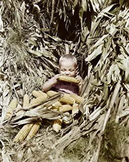 Naive: Boy eating a corn cob in a corn field