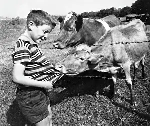 Grin: Boy encounters two cows in a field