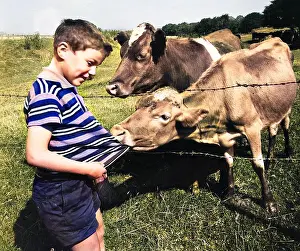 Grin: Boy encounters two cows in a field