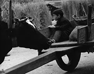 Yoked: Boy on a farm, sitting in the back of a cart