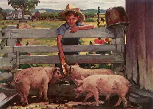 Feeds: Boy feeds Corn to Pigs