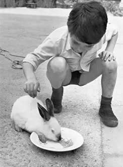C1950s: BOY FEEDS RABBIT C1950S