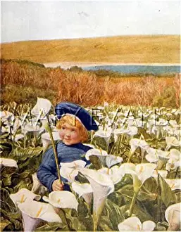 Arum: BOY IN FIELD OF LILIES