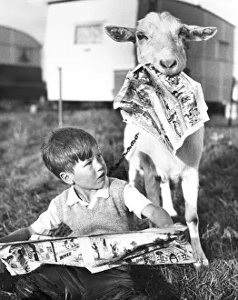 Caravans: Boy and goat with comic magazine