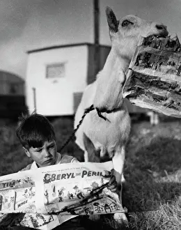 Beryl: Boy and goat with comic magazine