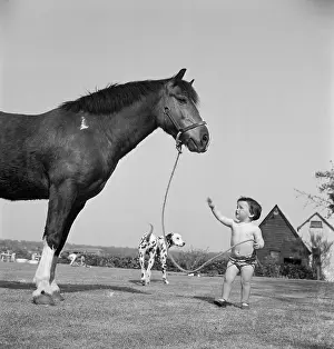 Stalks: Boy and horse
