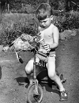 Hens: Boy with ice cream and chicken