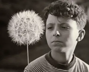 Dandelions: Boy looking at a dandelion clock