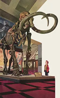 Fossils: Boy looks at Mammoth Skeleton