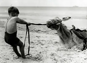 Stubborn: Boy with mulish donkey
