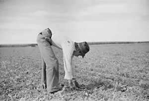 Beets: Boy - Occupations - Worker - Farm