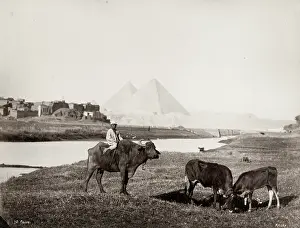Bovine: Boy on ox, pyramids at Giza in the background, Egypt
