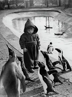 Couldn: Boy and penguins