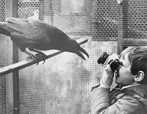 Mousehole: Boy photographing raven, Mousehole, Cornwall