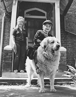 Pyrenean: Boy riding dog to school