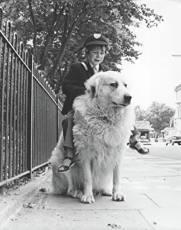 Mead: Boy riding dog to school