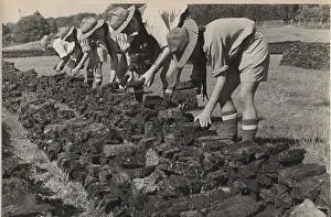 Peat: Boy scouts turning peat, Denmark