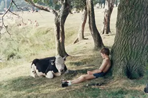 Lakeside: Boy sits under a tree with a young cow