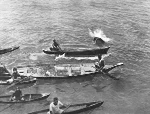 Genuine: BOY TAKEN BY SHARK/1901