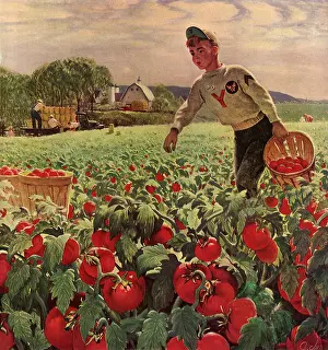 Chore: Boy in Tomato Field