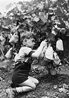 Viniculture: A boy in a vineyard at Montmarte, 1942
