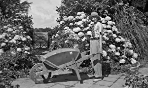 Hydrangea: Boy and wheelbarrow in a garden