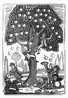 Scrumping: Boys in an apple trees
