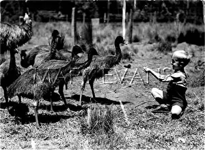 Fledglings: BOYS FEEDING OSTRICHES